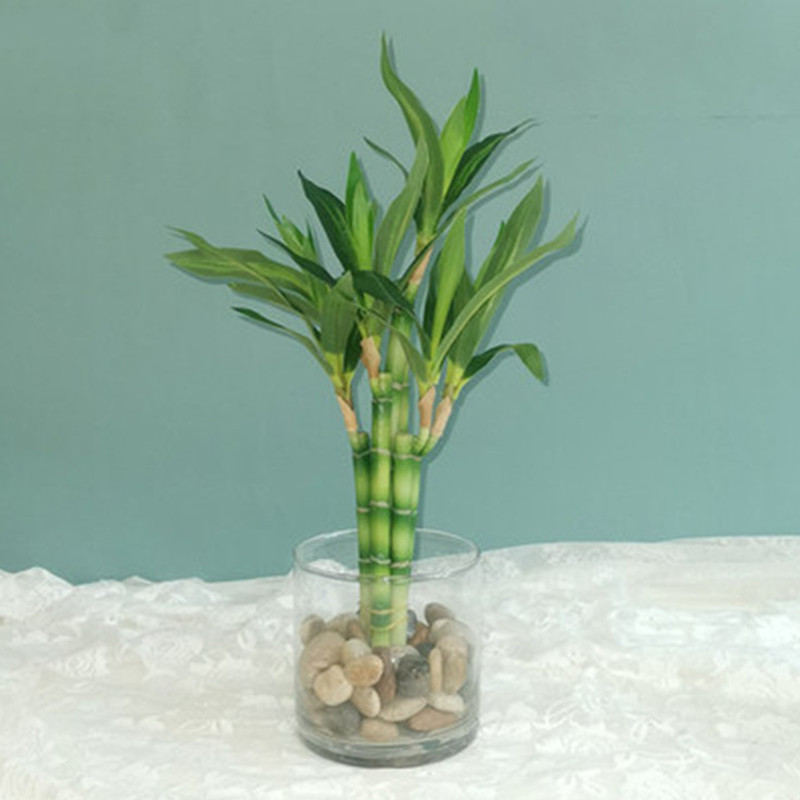 Aquarium Fish Items - Neue 40 cm rFtificial Lucky Bamboo