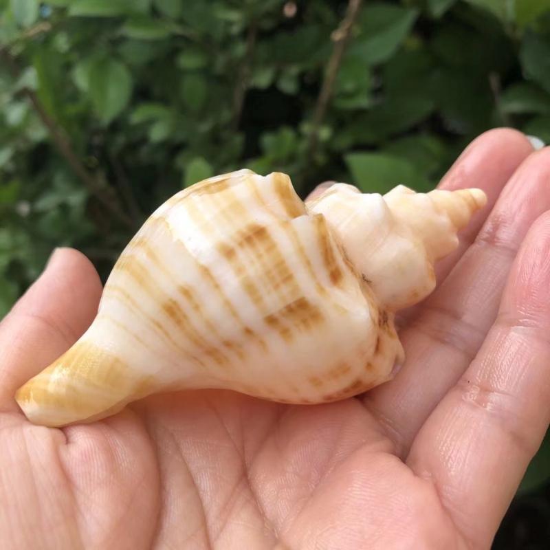 Aquarium Fish Home - Natürliche Weiße Spiral-Muschelschale Aquarium-Dekoration, Ornament für