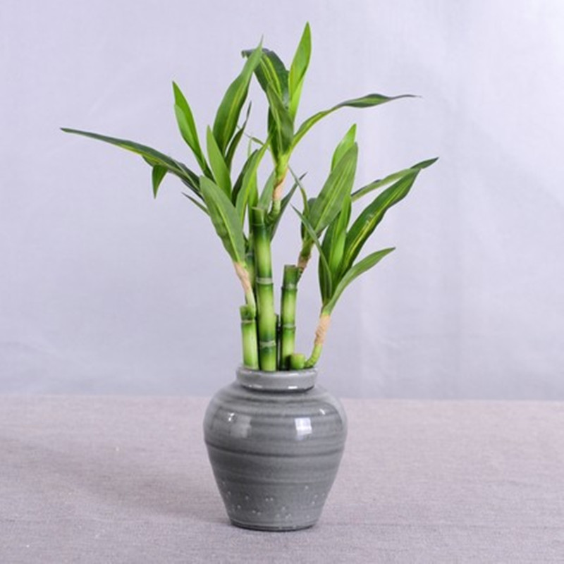 Neue 40 cm rFtificial Lucky Ba – Aquarium Fish Items Bewertung und Preis