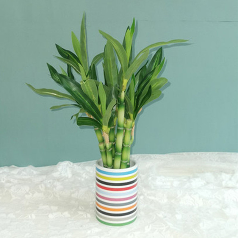 Neue 40 cm rFtificial Lucky Ba – Aquarium Fish Items Bewertung und Preis