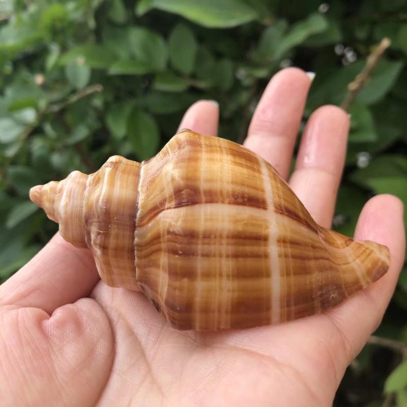 Natürliche Weiße Spiral-Musche – Aquarium Fish Home Bewertung und Preis