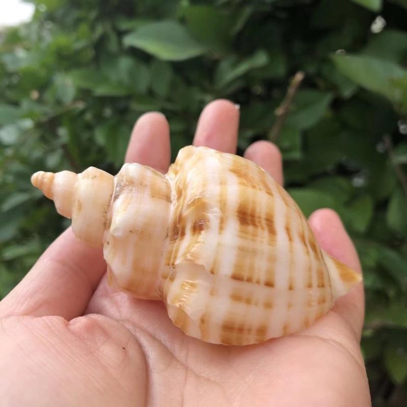 Natürliche Weiße Spiral-Musche – Aquarium Fish Home Bewertung und Preis