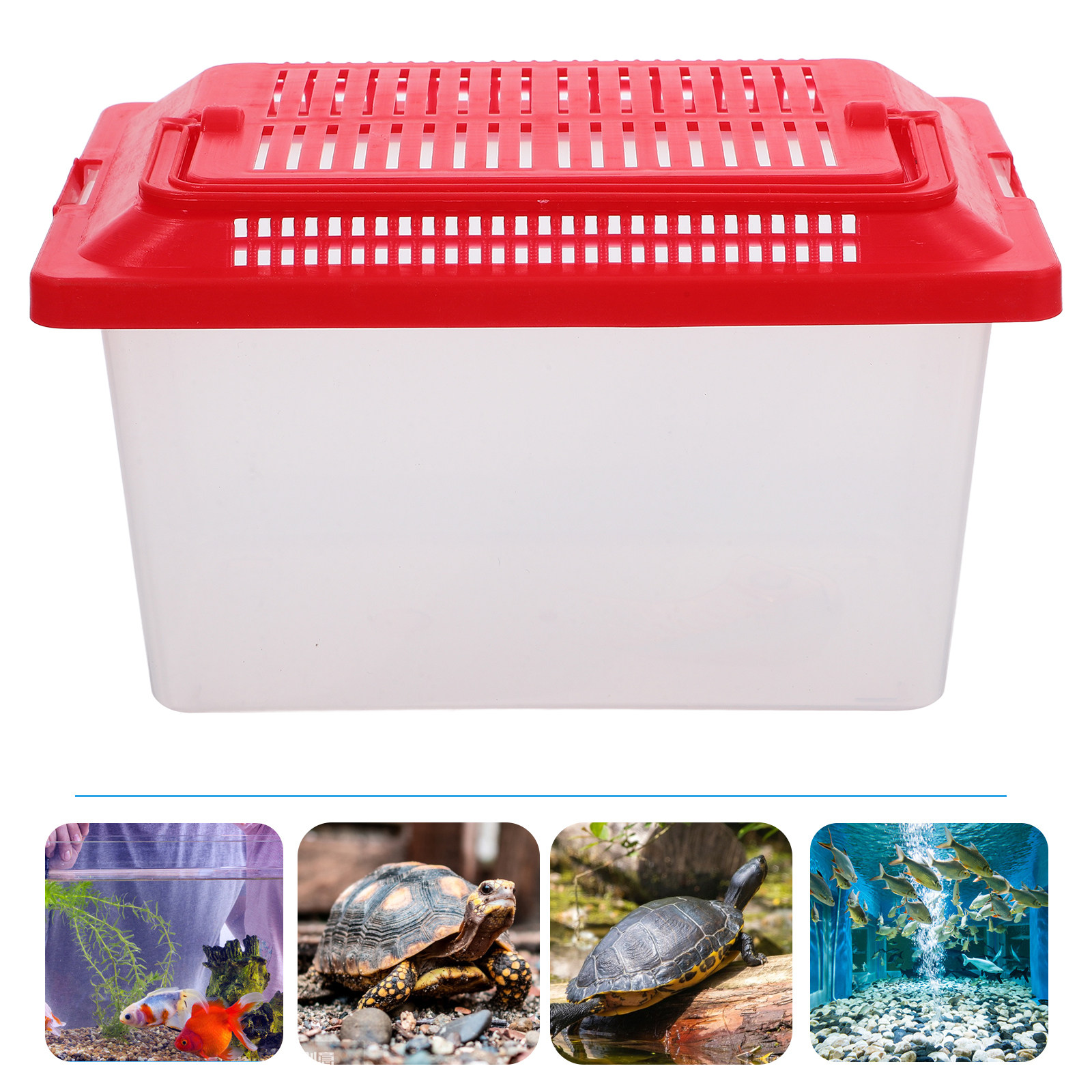 Glattflächiger Schildkrötenhal – Aquarium Fish Home Bewertung und Preis